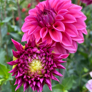 Dahlia ‘Ferncliff Classy’