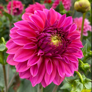 Dahlia ‘Ferncliff Classy’