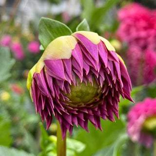 Dahlia ‘Ferncliff Classy’