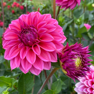 Dahlia ‘Ferncliff Classy’