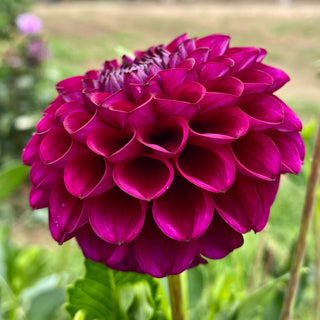 Dahlia ‘Ferncliff Concord’