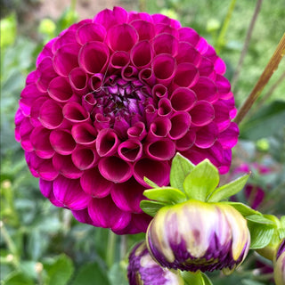 Dahlia ‘Ferncliff Concord’
