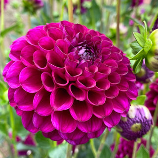 Dahlia ‘Ferncliff Concord’