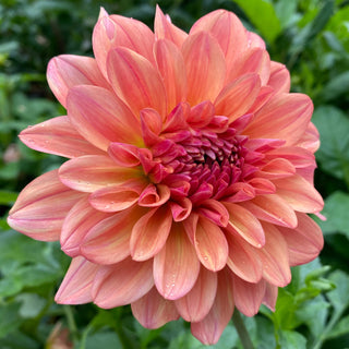 Dahlia ‘Ferncliff Copper’