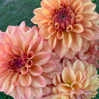 Dahlia ‘Ferncliff Copper’