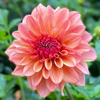 Dahlia ‘Ferncliff Copper’