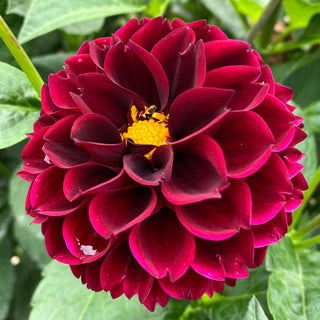 Dahlia ‘Ferncliff Ebony’