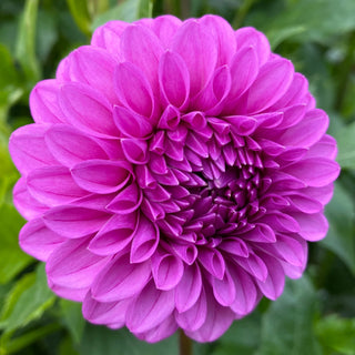 Dahlia ‘Ferncliff Gem’