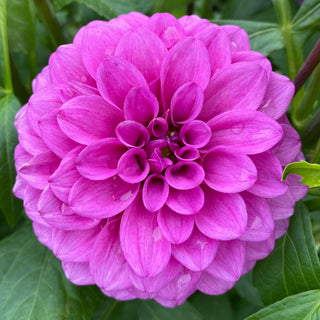 Dahlia ‘Ferncliff Gem’