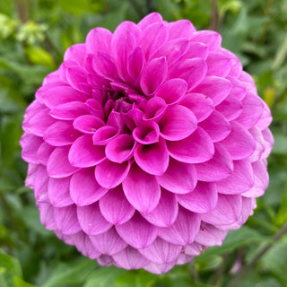 Dahlia ‘Ferncliff Gem’