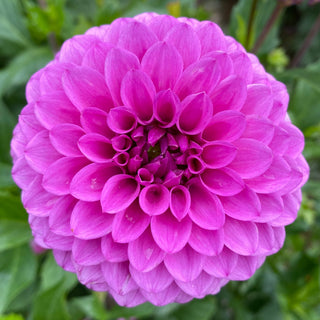 Dahlia ‘Ferncliff Gem’