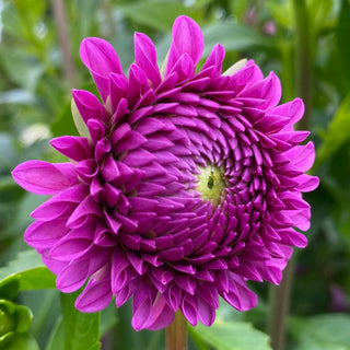 Dahlia ‘Ferncliff Gem’