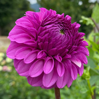 Dahlia ‘Ferncliff Gem’