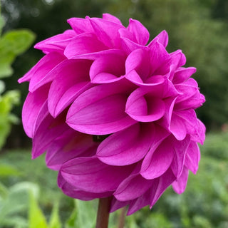 Dahlia ‘Ferncliff Gem’