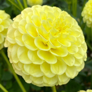 Dahlia 'Ferncliff Gumdrops’