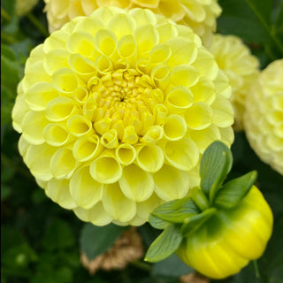 Dahlia 'Ferncliff Gumdrops’