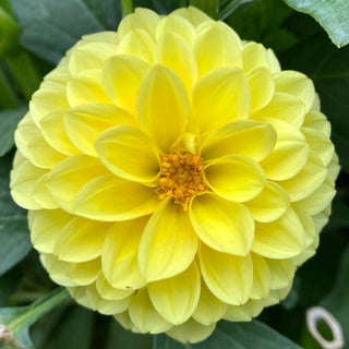 Dahlia 'Ferncliff Gumdrops’