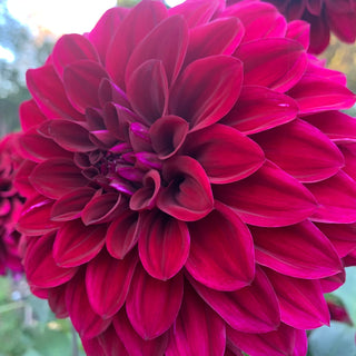 Dahlia ‘Ferncliff Midnight’