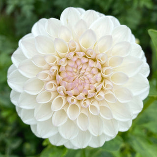 Dahlia ‘Ferncliff Pearl’