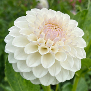 Dahlia ‘Ferncliff Pearl’