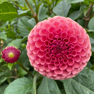 Dahlia ‘Ferncliff Rusty’