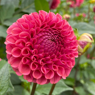 Dahlia ‘Ferncliff Rusty’