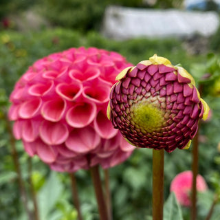 Dahlia ‘Ferncliff Rusty’
