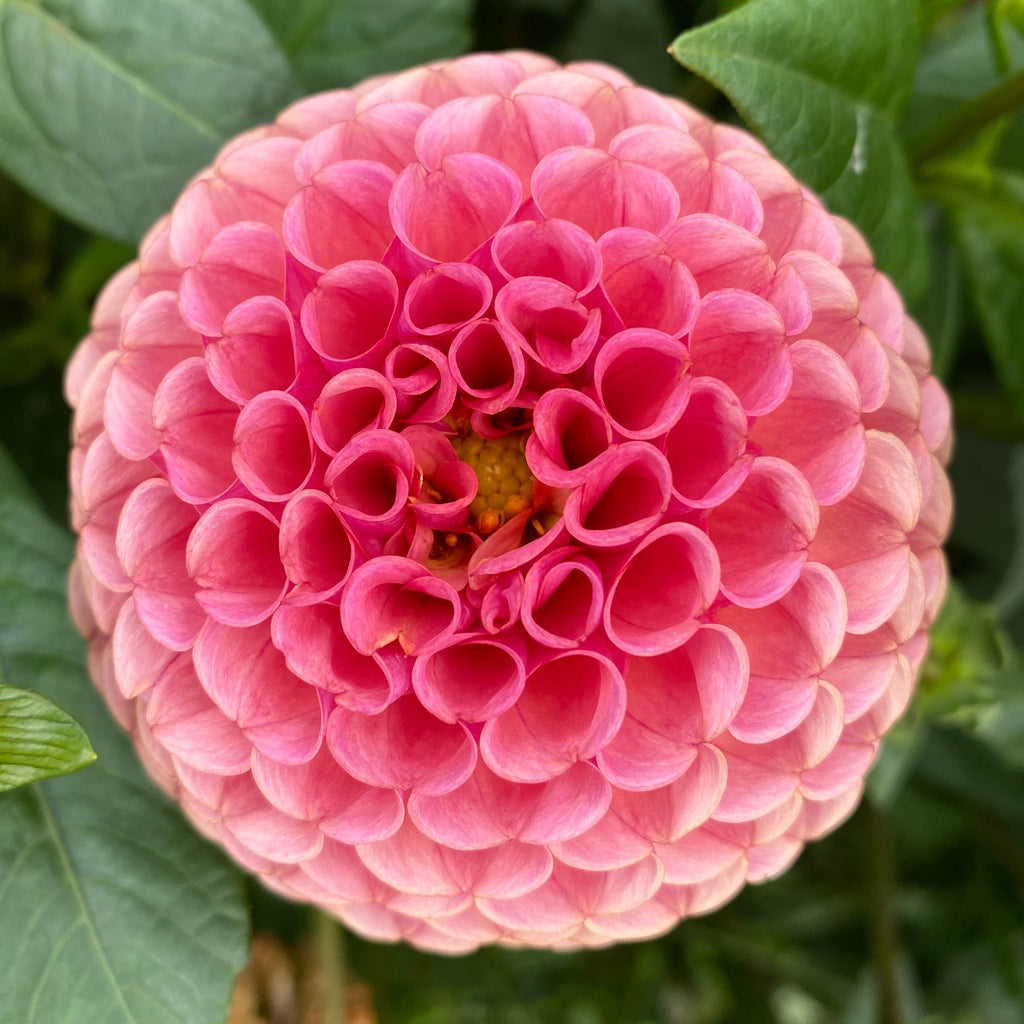 Preorder Dahlia Ferncliff Rusty Amsterdam Garden Centre preorder-dahlia-ferncliff-rusty-amsterdam-garden-centre