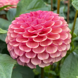 Dahlia ‘Ferncliff Rusty’