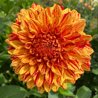 Dahlia ‘Ferncliff Solar Flare’