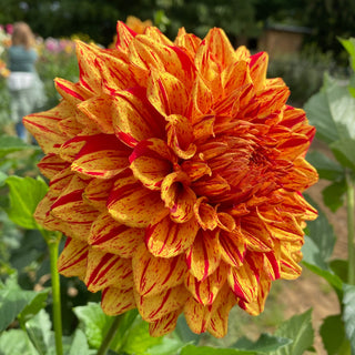 Dahlia ‘Ferncliff Solar Flare’