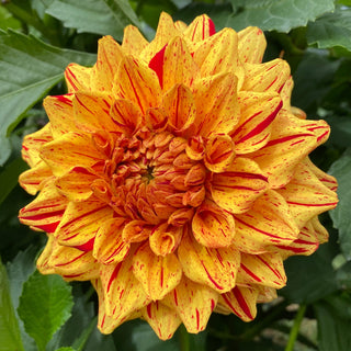 Dahlia ‘Ferncliff Solar Flare’