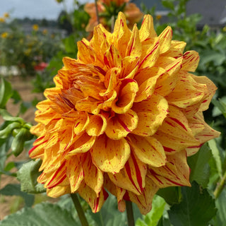 Dahlia ‘Ferncliff Solar Flare’