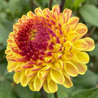 Dahlia ‘Ferncliff Spice’
