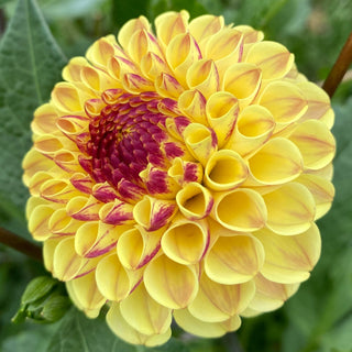 Dahlia ‘Ferncliff Spice’