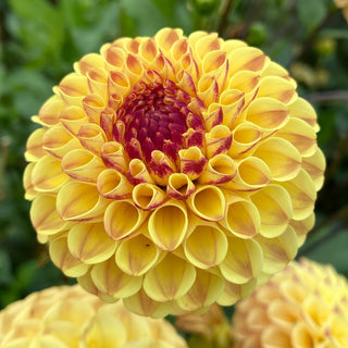 Dahlia ‘Ferncliff Spice’