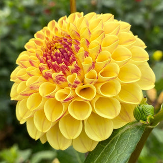 Dahlia ‘Ferncliff Spice’