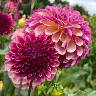 Dahlia 'Ferncliff Thunder’