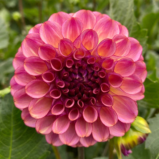 Dahlia 'Ferncliff Thunder’