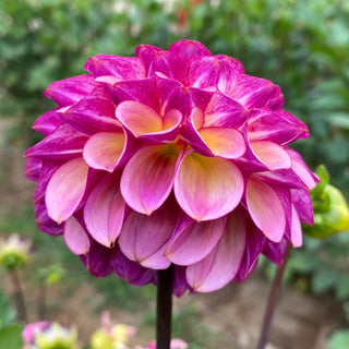 Dahlia 'Ferncliff Thunder’