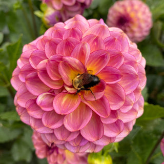 Dahlia 'Ferncliff Thunder’