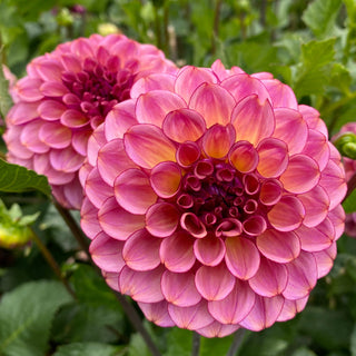 Dahlia 'Ferncliff Thunder’
