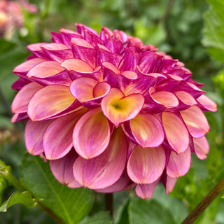 Dahlia 'Ferncliff Thunder’