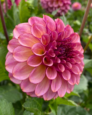 Dahlia 'Ferncliff Thunder’