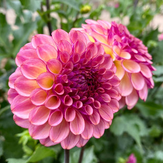 Dahlia 'Ferncliff Thunder’