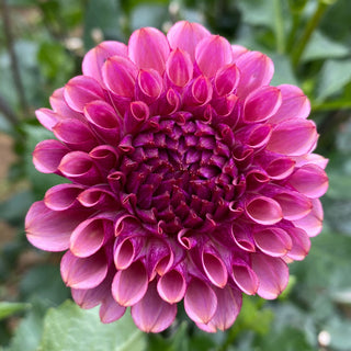 Dahlia 'Ferncliff Thunder’