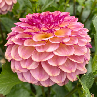 Dahlia 'Ferncliff Thunder’