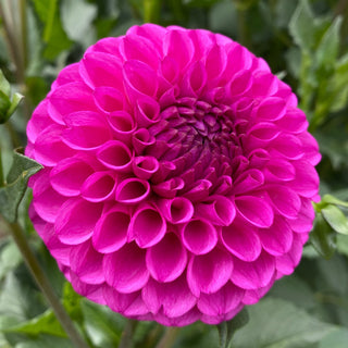 Dahlia ‘Ferncliff Violet’