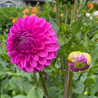 Dahlia ‘Ferncliff Violet’