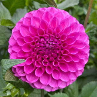 Dahlia ‘Ferncliff Violet’